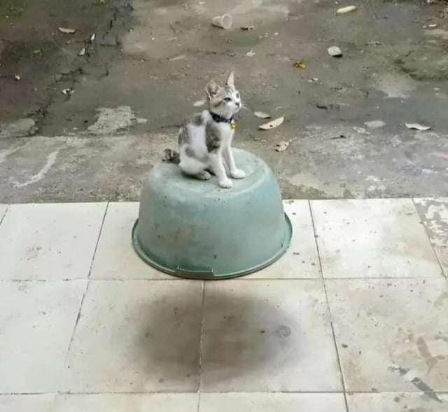 A flying cat