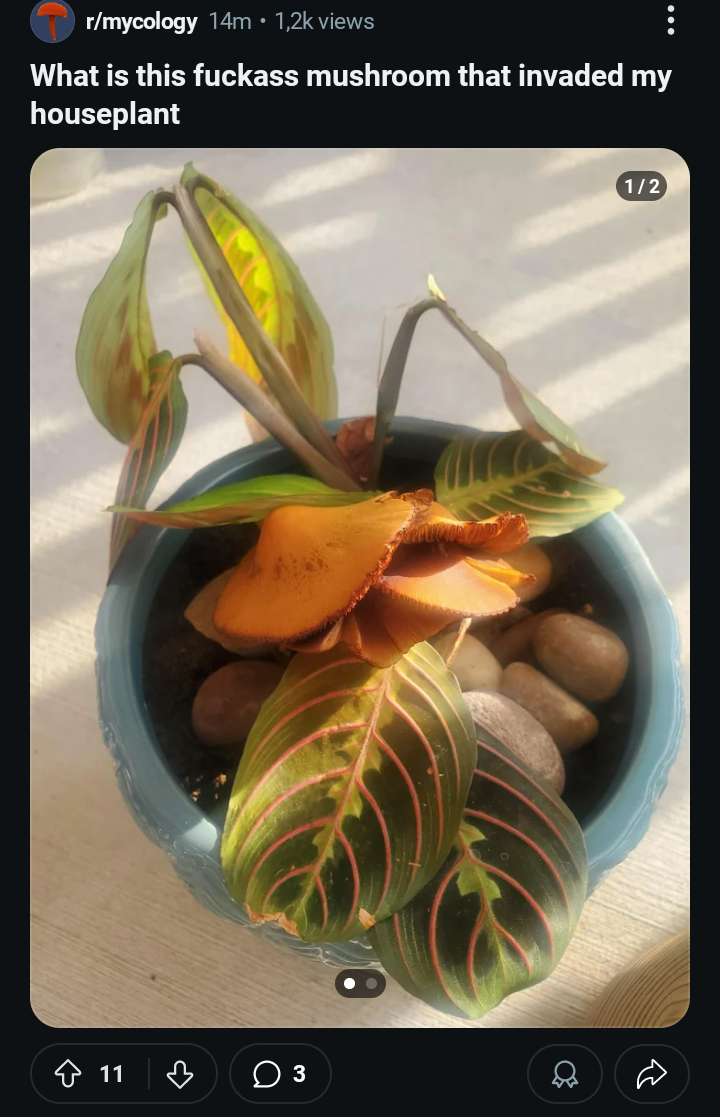 r/mycology 14m • 1,2k views What is this f------ mushroom that invaded my houseplant 11 ☐ 3 1/2