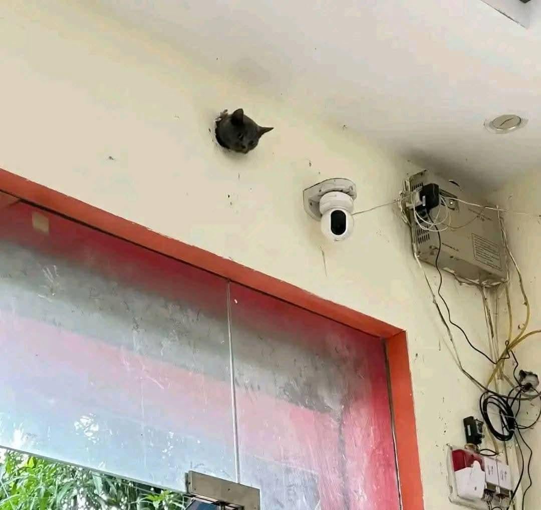 Security 