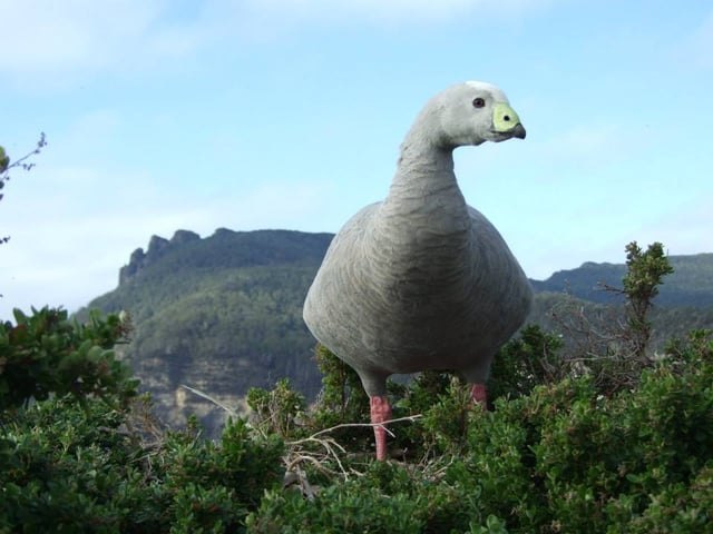 A giant bird