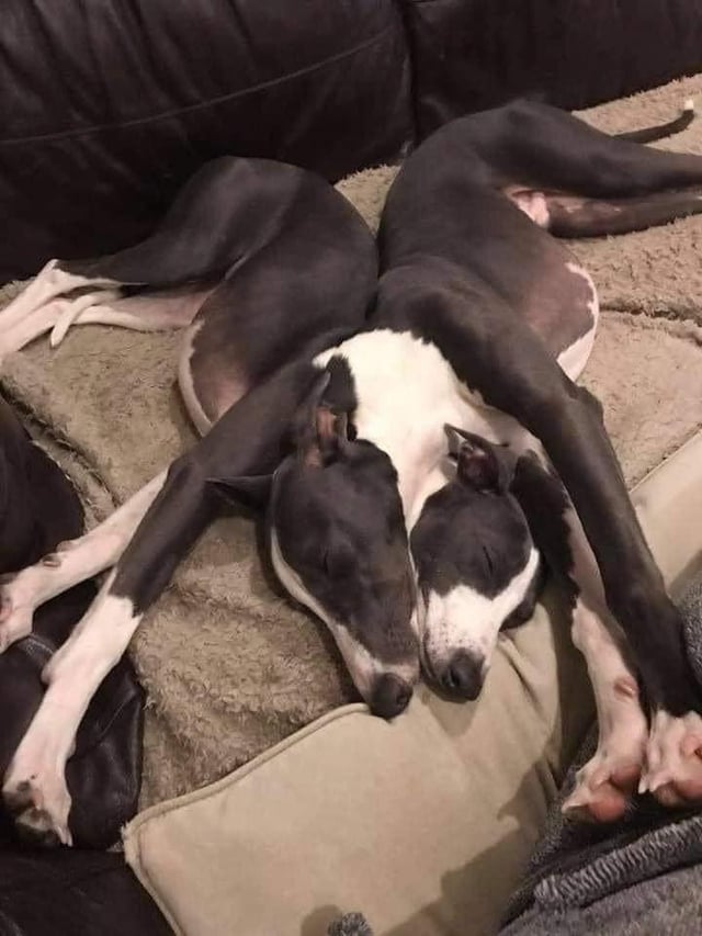 A weird looking dog