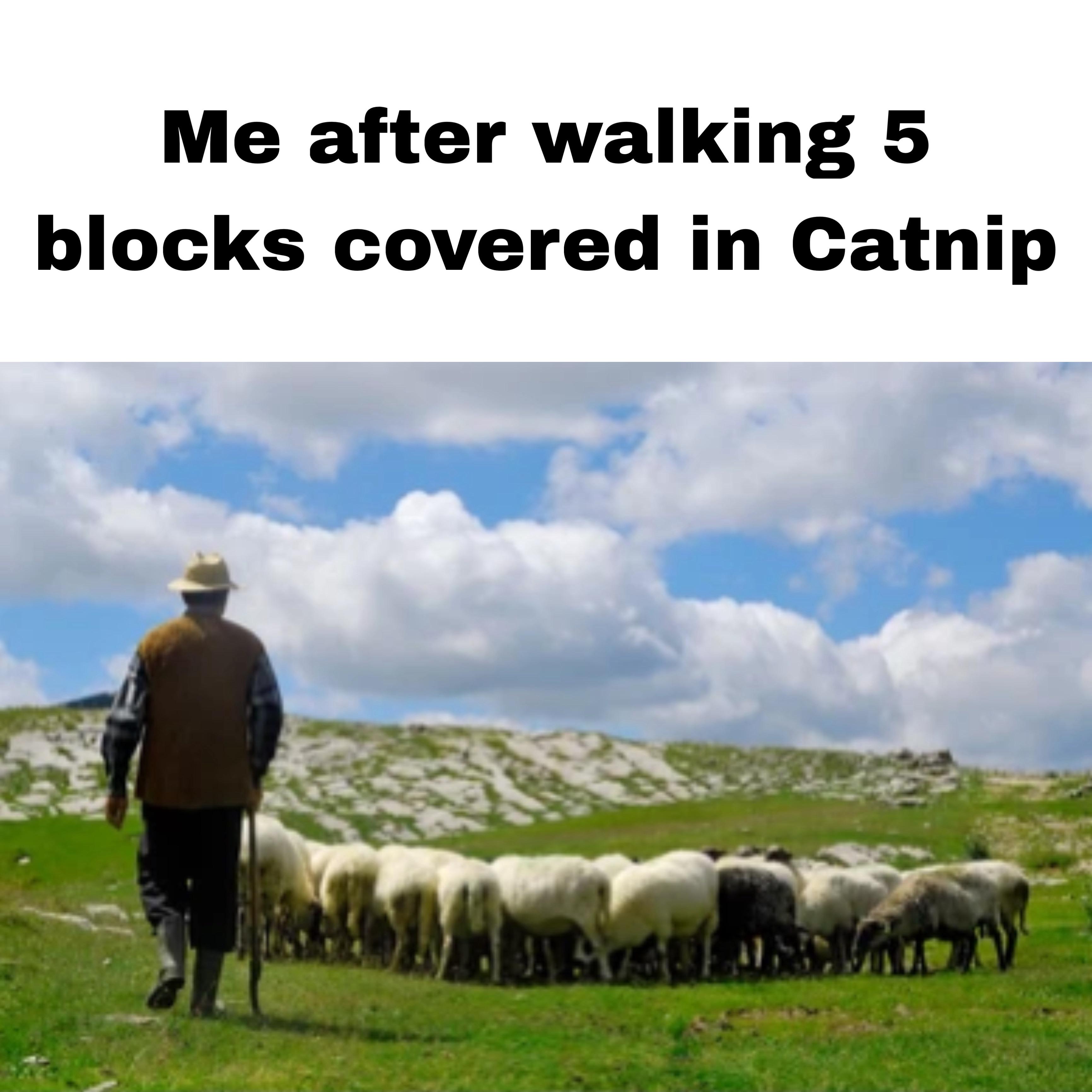 Me after walking 5 blocks covered in Catnip
