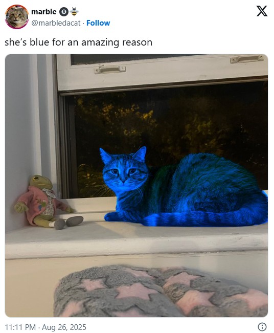 A photo of a blue cat. The cat is blue for an amazing reason.