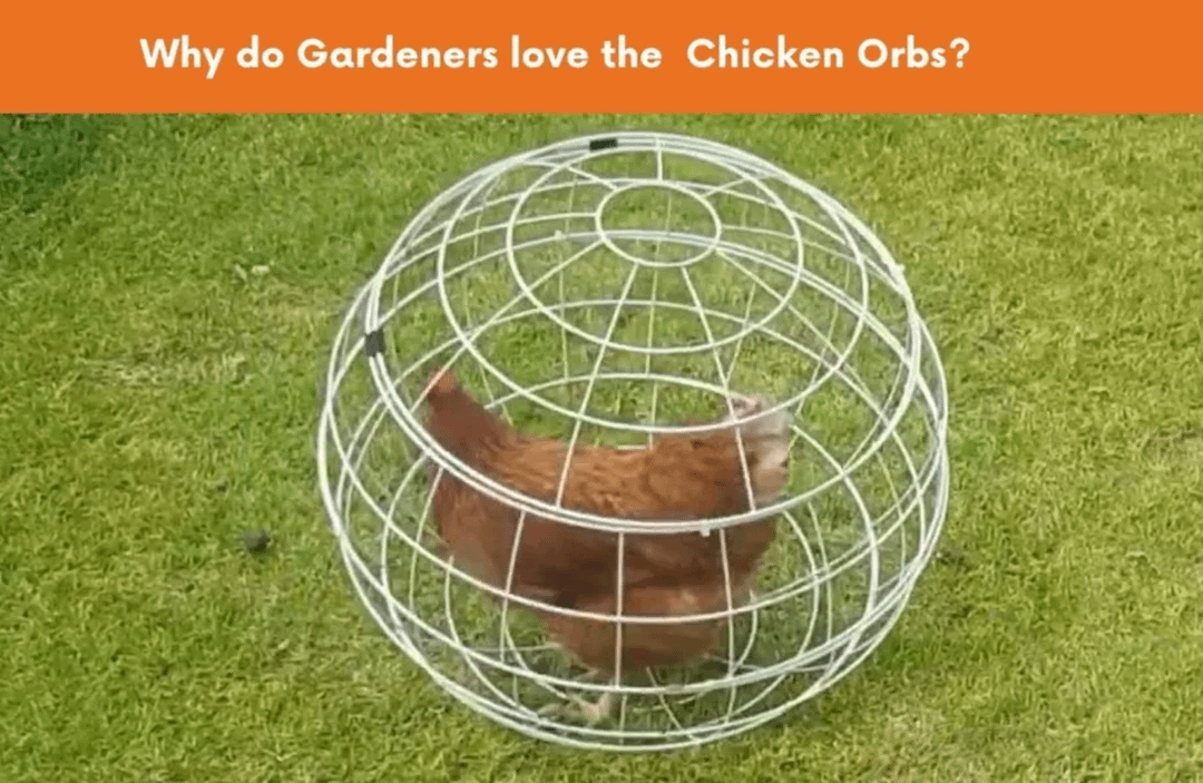 Why do Gardeners love the Chicken Orbs?