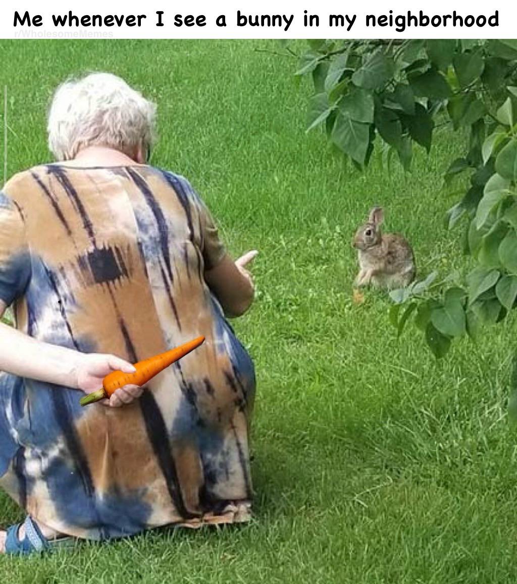 Me whenever I see a bunny in my neighborhood