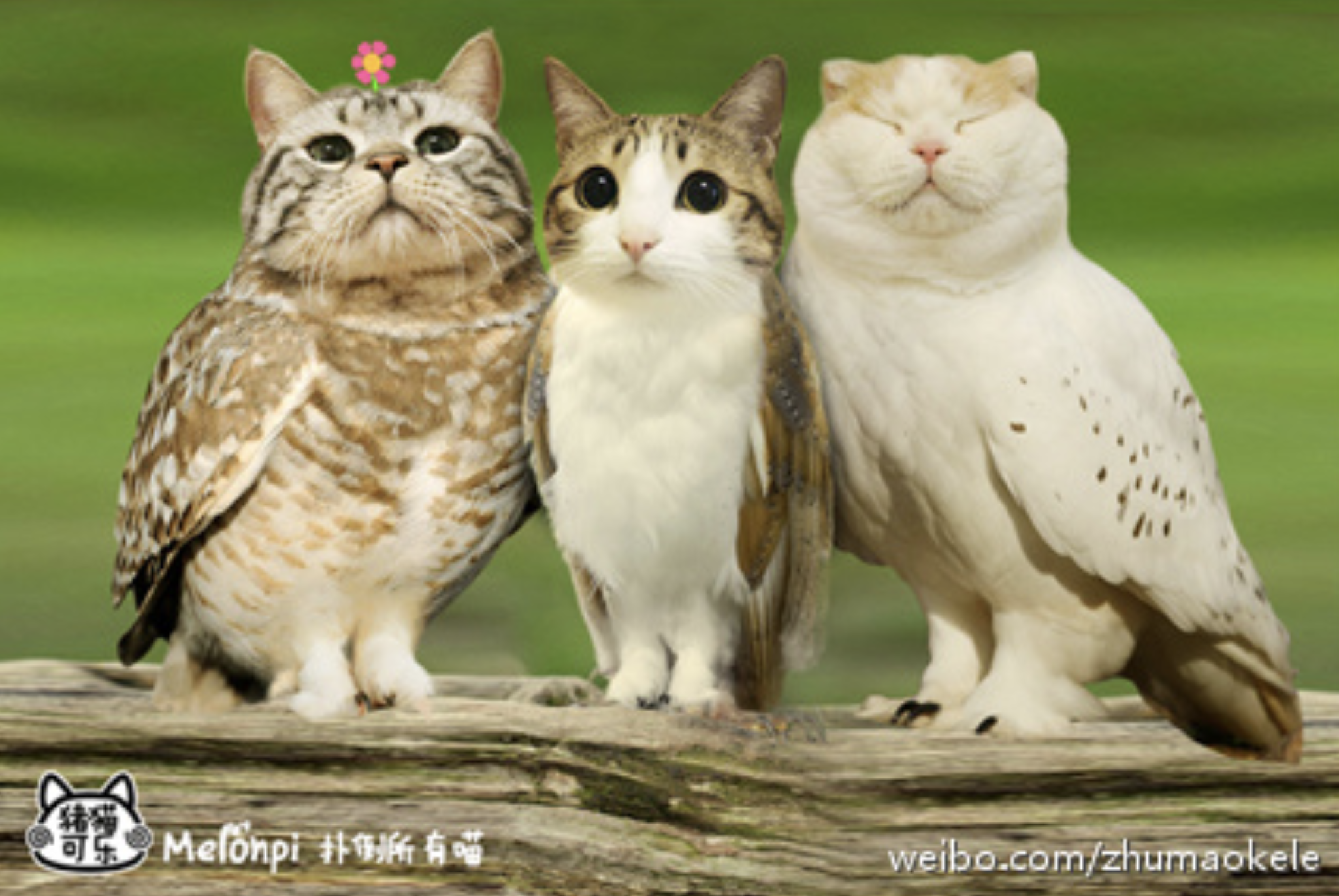 Melonpi扑倒所有喵 weibo.com/zhumaokele