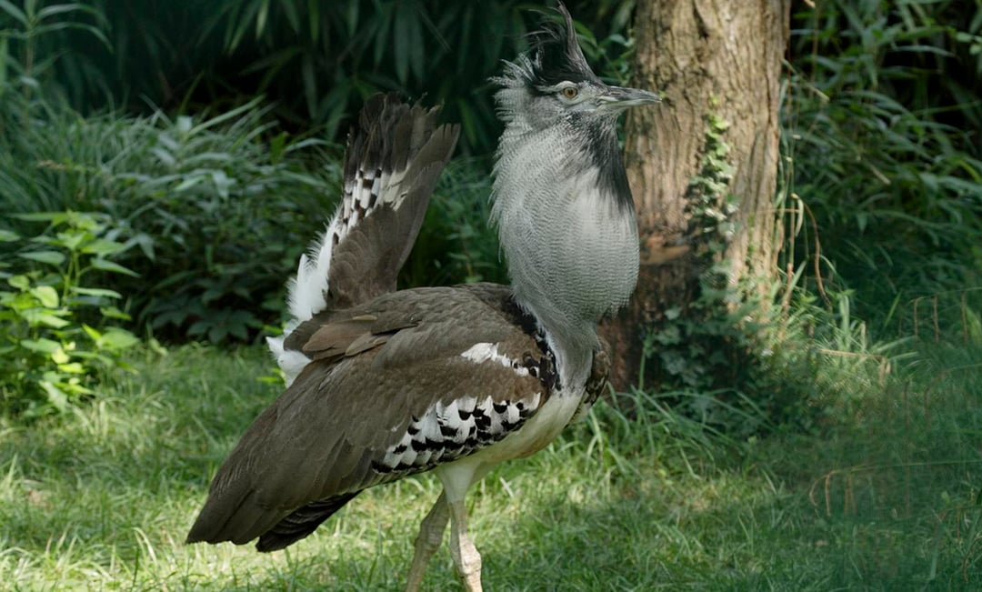 Kori Bustard