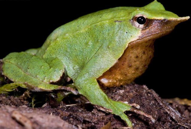 Darwin's Frog