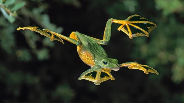 Wallace's Flying Frog