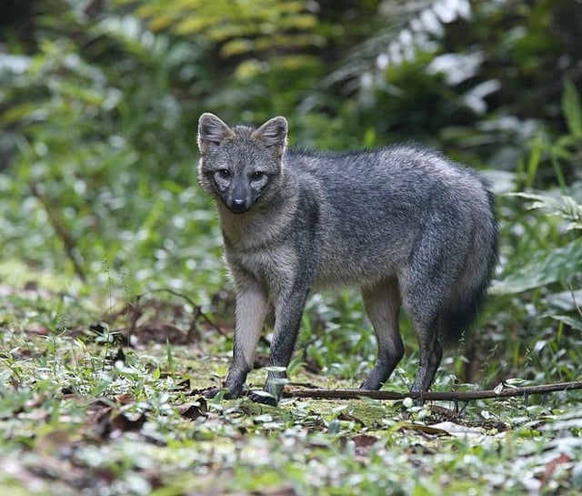 The Short-Eared Dog