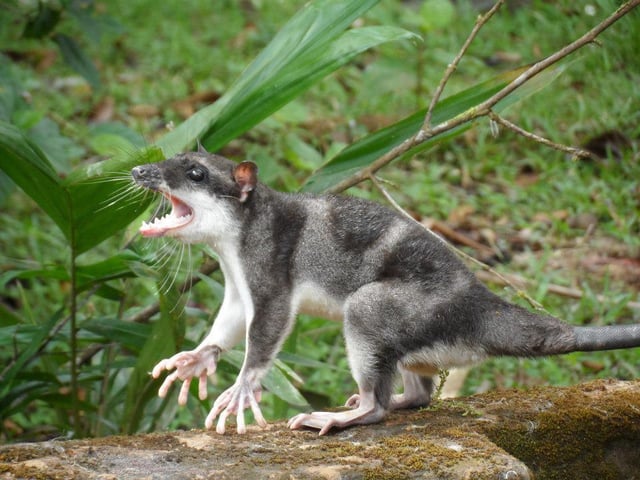 Water Opossum