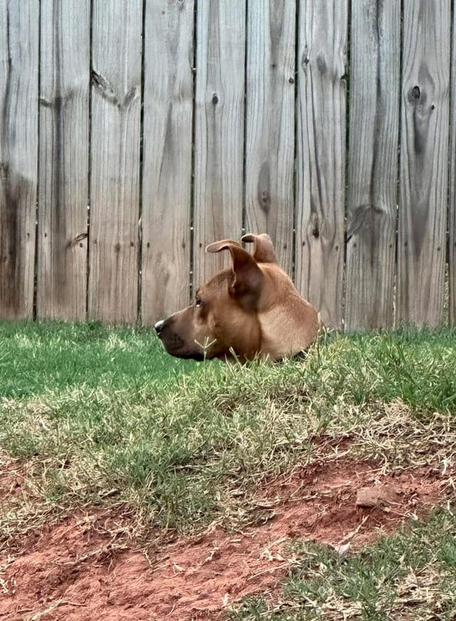 He sprouted