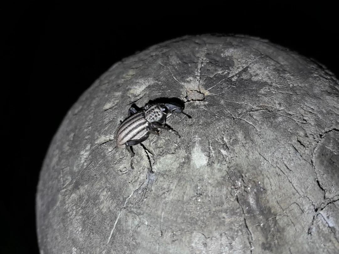 A weevil on the moon