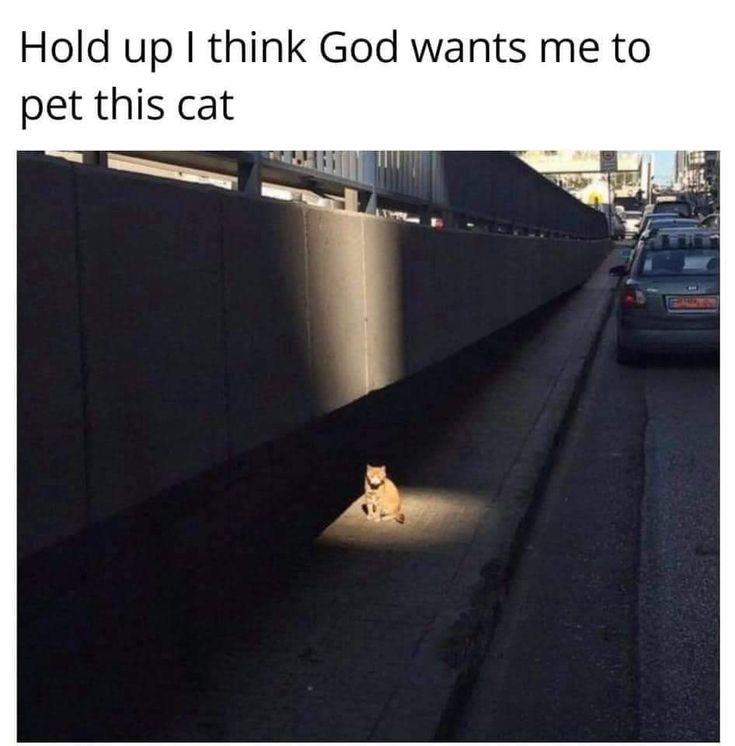 Hold up I think God wants me to pet this cat GRASOW