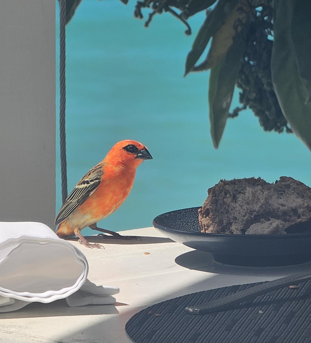 A bread thief