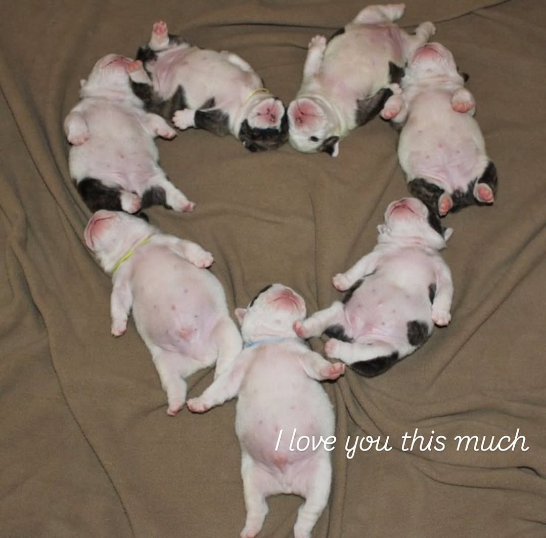 I love you this much