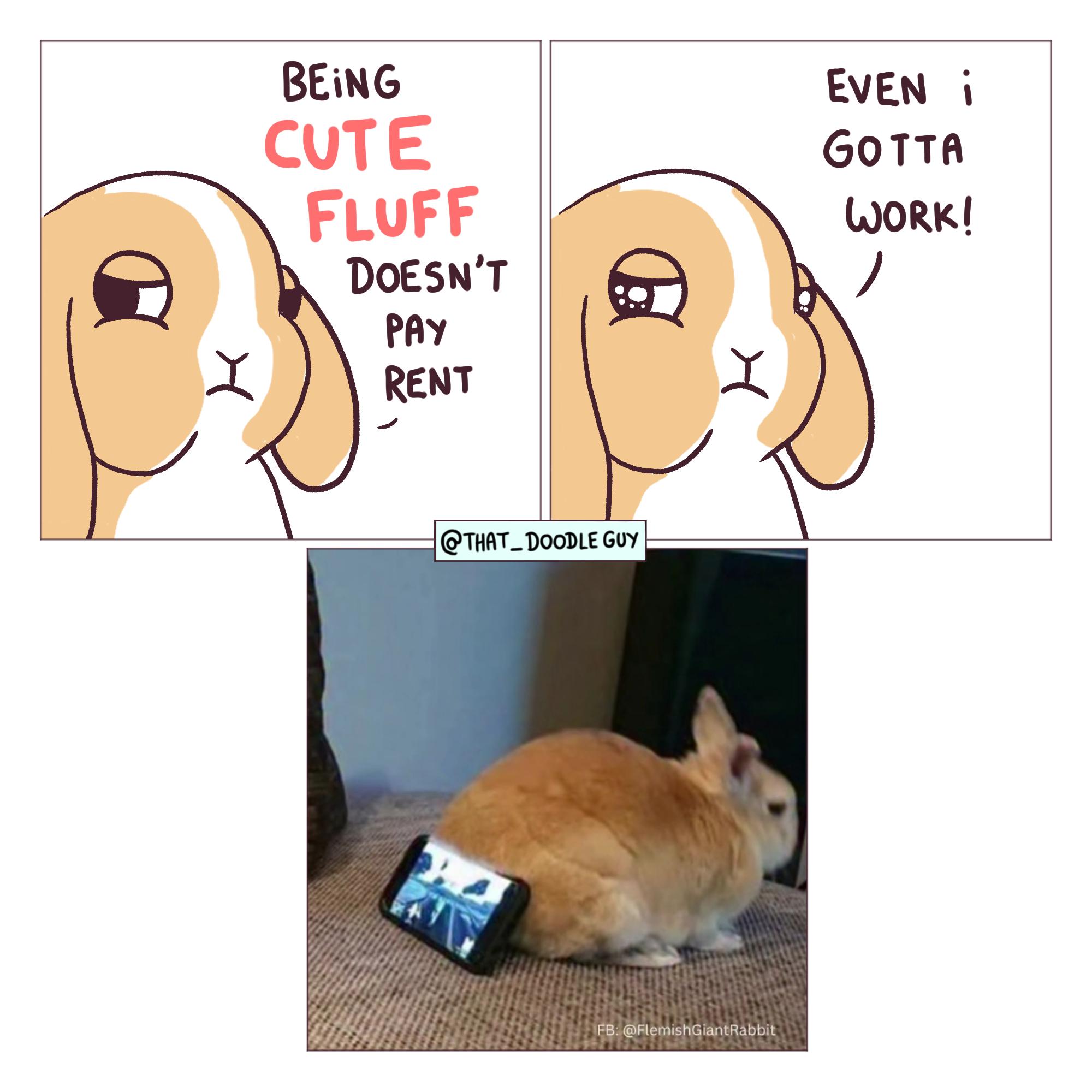 BEING CUTE FLUFF DOESN'T PAY RENT @THAT_DOODLE GUY EVEN i GOTTA WORK! H FB: @FlemishGiant Rabbit