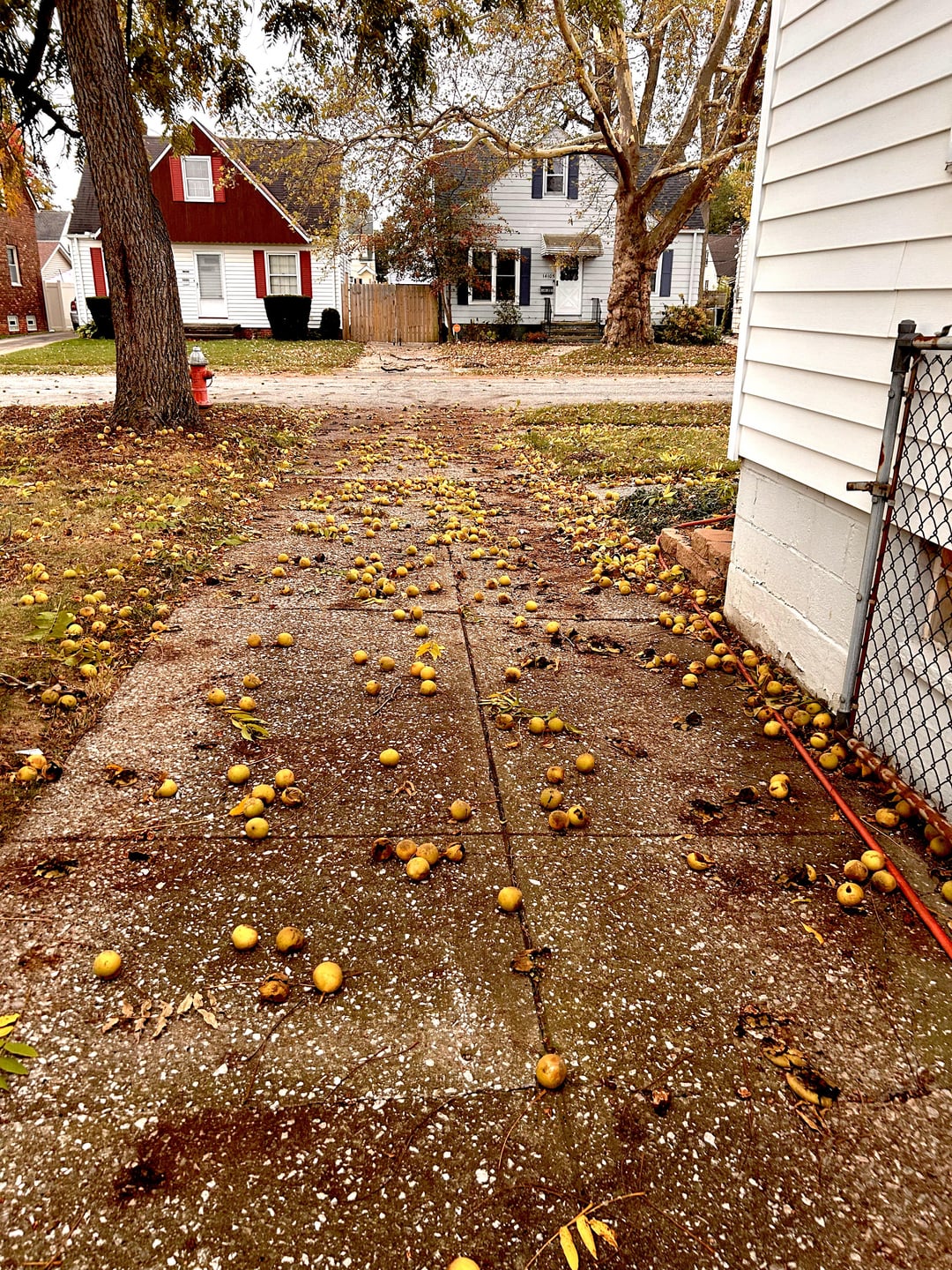 Neighbour has a black walnut tree