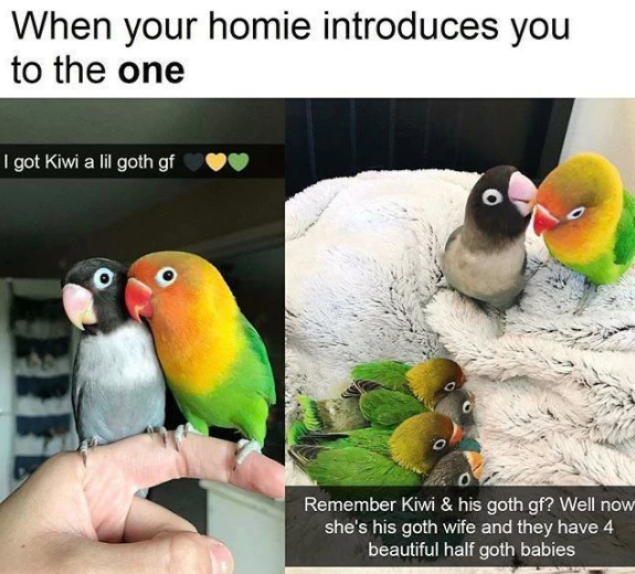 When your homie introduces you to the one I got Kiwi a lil goth gf 0 Remember Kiwi & his goth gf? Well now she's his goth wife and they have 4 beautiful half goth babies