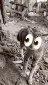 A "GIF":https://knowyourmeme.com/memes/cultures/gif used as a "reaction image":https://knowyourmeme.com/memes/reaction-images of a cat with the Eyes "emoji":https://knowyourmeme.com/memes/emoji (👀) on its face.