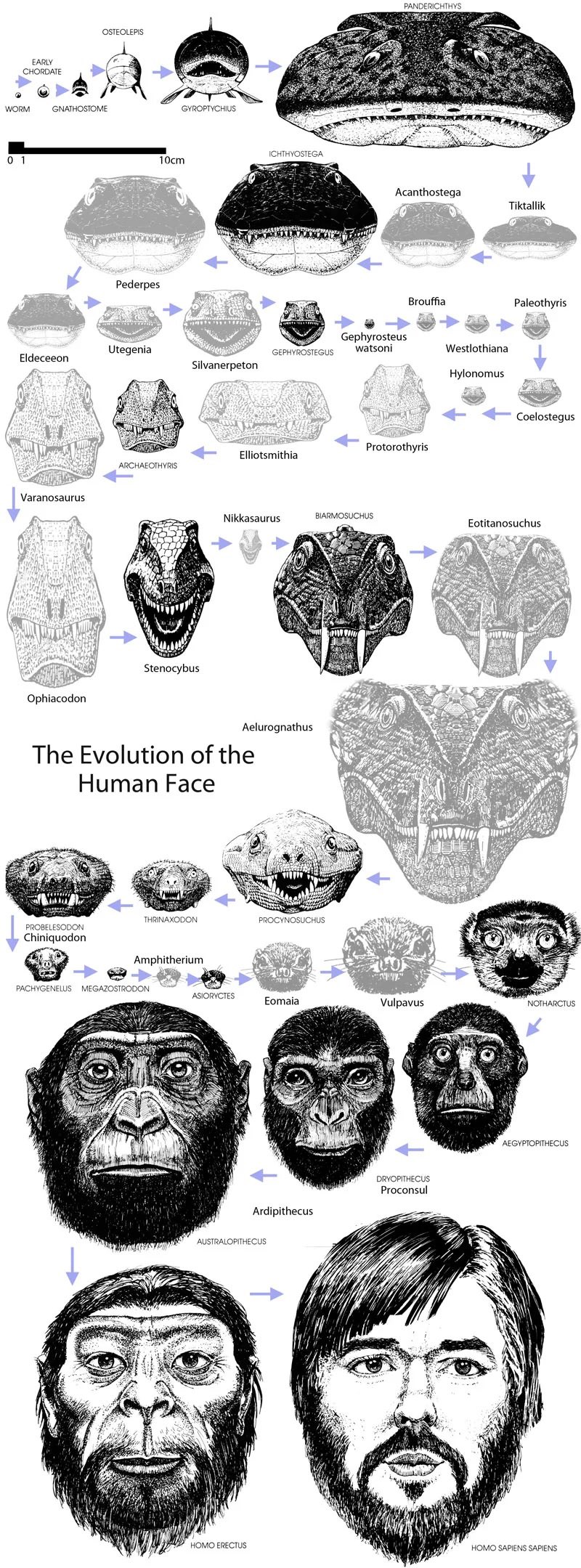 EARLY CHORDATE WORM GNATHOSTOME 0 1 OSTEOLEPIS Pederpes 10cm GYROPTYCHIUS ICHTHYOSTEGA PANDERICHTHYS Acanthostega Tiktallik Utegenia Gephyrosteus watsoni GEPHYROSTEGUS Eldeceeon Silvanerpeton Varanosaurus Brouffia Protorothyris Elliotsmithia ARCHAEOTHYRIS Ophiacodon Stenocybus Nikkasaurus BIARMOSUCHUS Aelurognathus The Evolution of the Human Face THRINAXODON PROCYNOSUCHUS PROBELESODON Chiniquodon Amphitherium PACHYGENELUS MEGAZOSTRODON Westlothiana Hylonomus Paleothyris Coelostegus Eotitanosuchus ASIORYCTES Eomaia Vulpavus 900 DRYOPITHECUS Proconsul NOTHARCTUS AEGYPTOPITHECUS Ardipithecus AUSTRALOPITHECUS H--- ERECTUS H--- SAPIENS SAPIENS