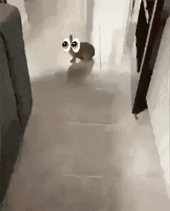 A "GIF":https://knowyourmeme.com/memes/cultures/gif of a bunny running with the 👀 "emoji":https://knowyourmeme.com/memes/emoji.