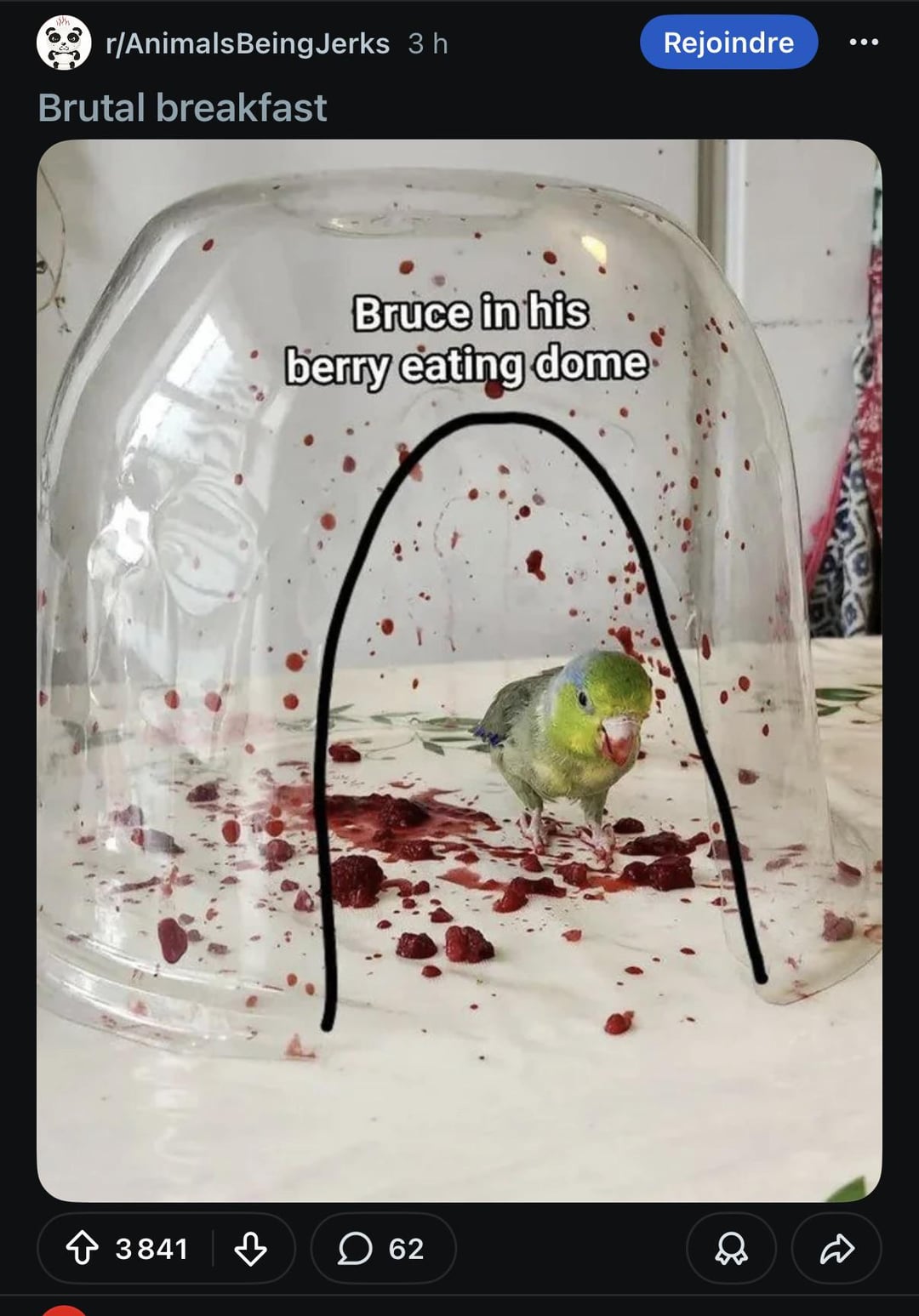 r/Animals Being Jerks 3 h Rejoindre Brutal breakfast Bruce in his berry eating dome 3841 B ☐ 62 R