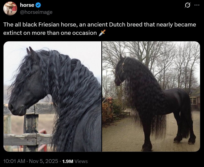 A tweet sharing two photos of Friesian horses. The tweet reads, "The all black Friesian horse, an ancient Dutch breed that nearly became extinct on more than one occasion 🗡️."