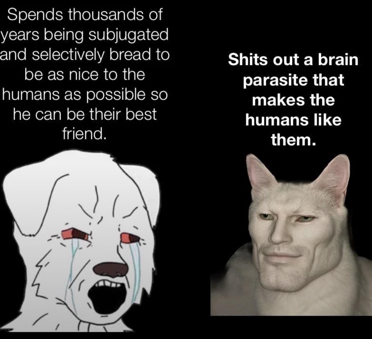 Spends thousands of years being subjugated and selectively bread to be as nice to the humans as possible so he can be their best friend. S---- out a brain parasite that makes the humans like them.