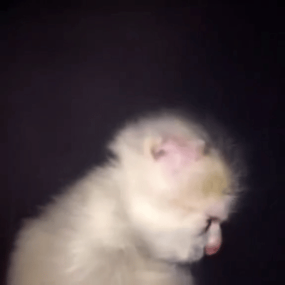 A "GIF":https://knowyourmeme.com/memes/cultures/gif of a cat holding a laugh.