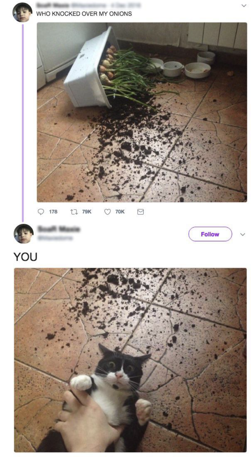 YOU WHO KNOCKED OVER MY ONIONS 178 1 79K 70K Follow