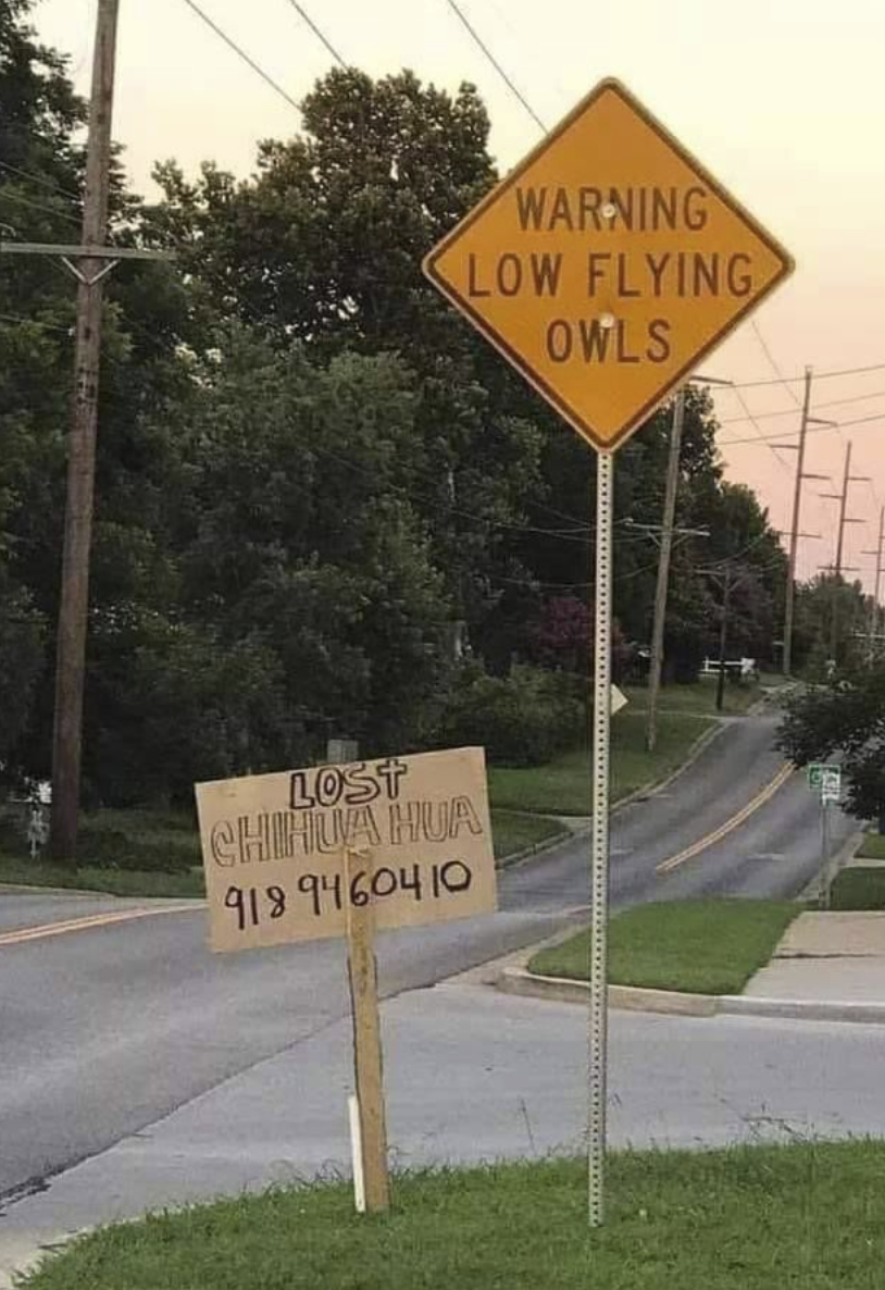 LOST CHIHUAHUA 9189460410 WARNING LOW FLYING OWLS