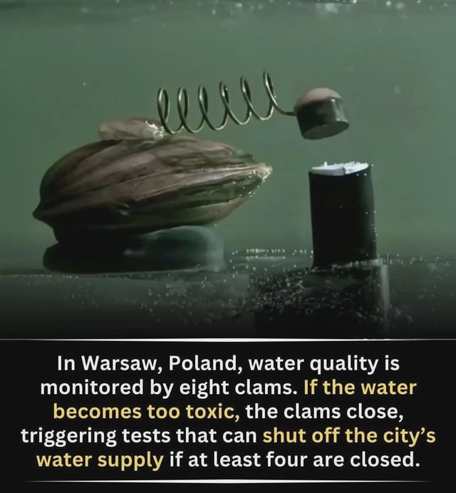 In Warsaw, Poland, water quality is monitored by eight clams. If the water becomes too toxic, the clams close, triggering tests that can shut off the city's water supply if at least four are closed.