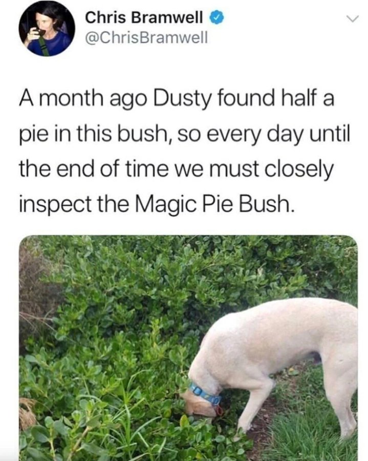 Chris Bramwell @ChrisBramwell > A month ago Dusty found half a pie in this bush, so every day until the end of time we must closely inspect the Magic Pie Bush.