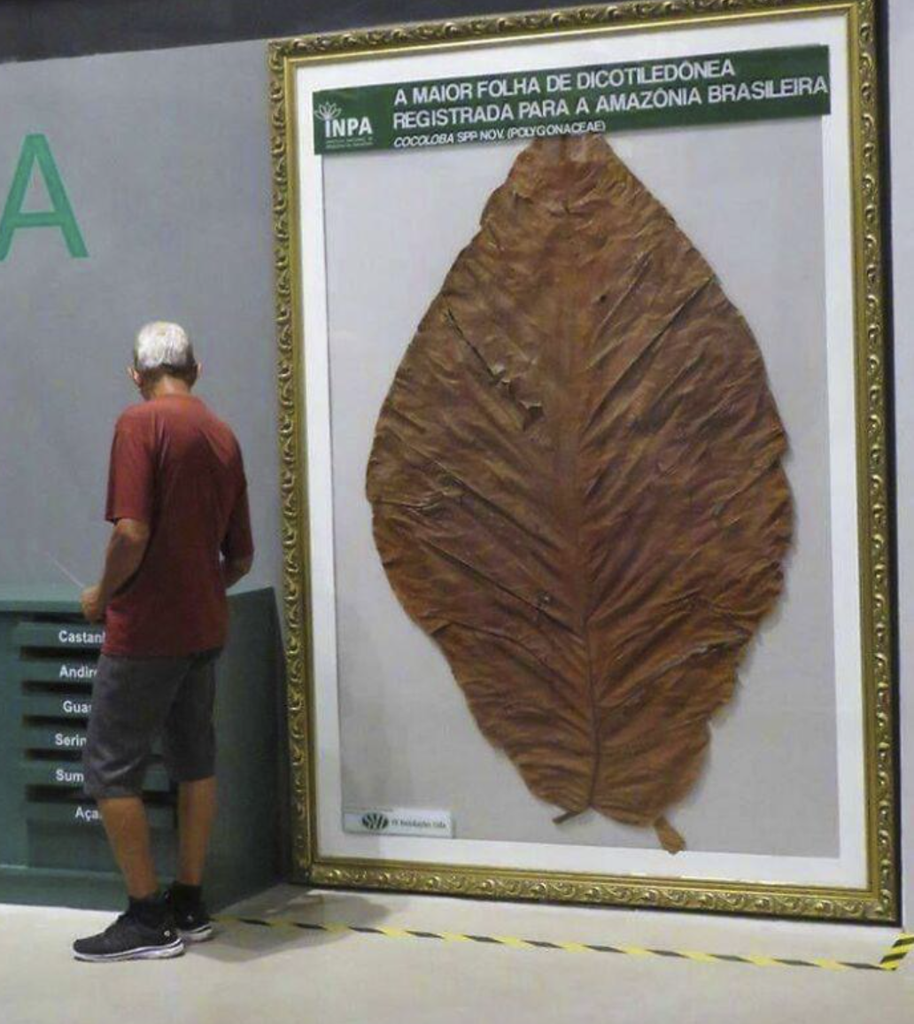 A A MAIOR FOLHA DE DICOTILEDONEA INPA REGISTRADA PARA A AMAZONIA BRASILEIRA COCOLOBA SPP NOV (POLYGONACEAE) Castan Andir Guar Serin Sum Aça