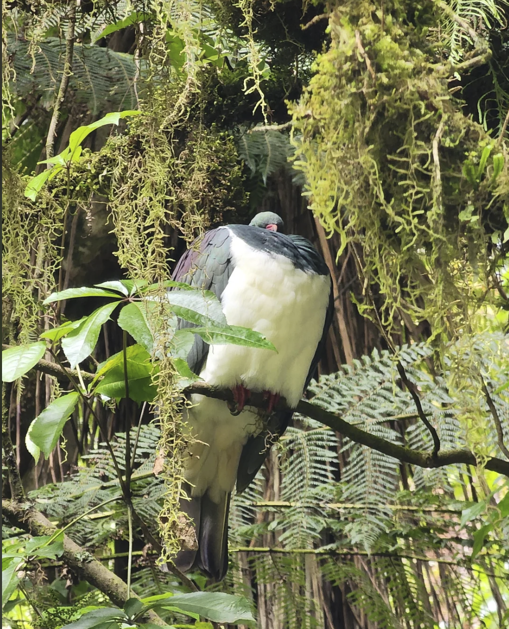 This big wood pigeon