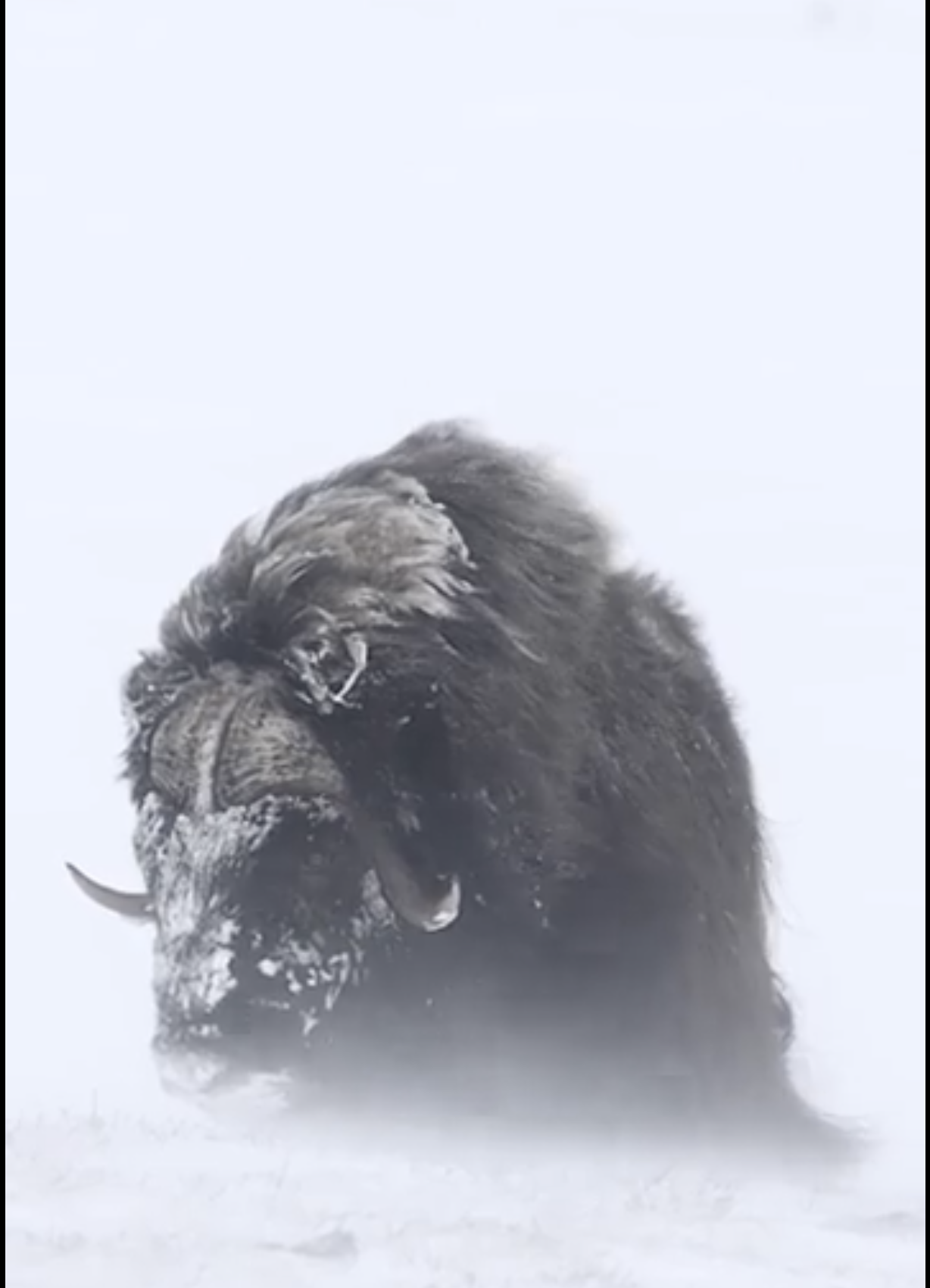 A unit of a muskox