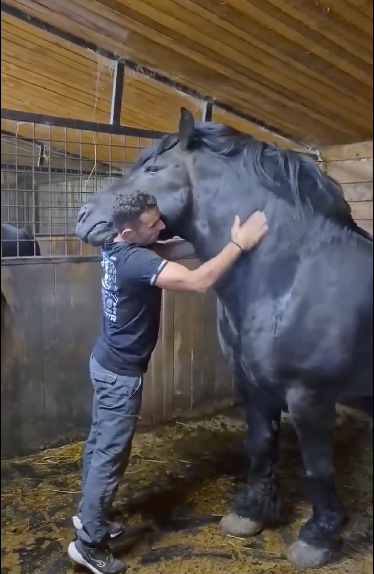 A very big horse