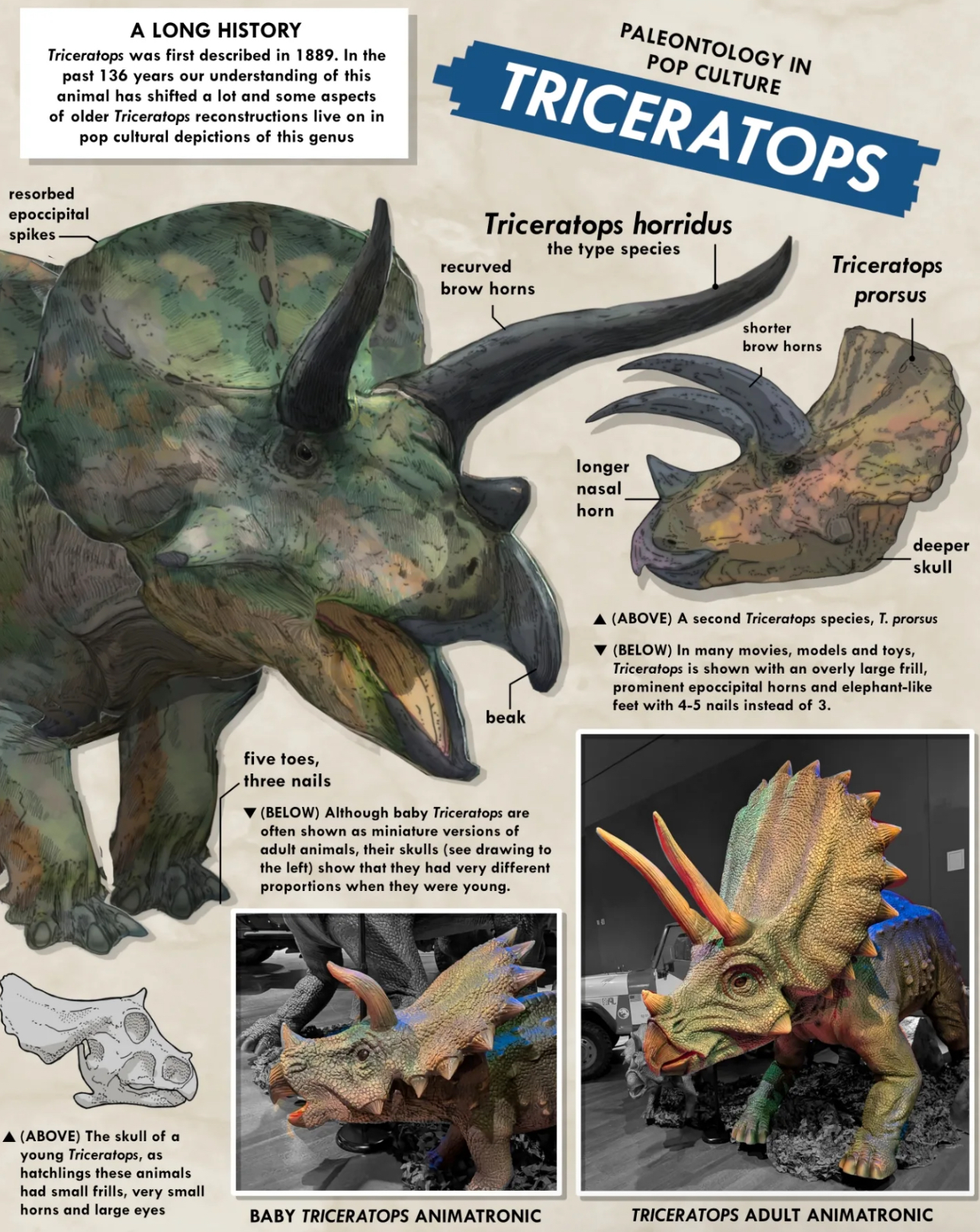A LONG HISTORY Triceratops was first described in 1889. In the past 136 years our understanding of this animal has shifted a lot and some aspects of older Triceratops reconstructions live on in pop cultural depictions of this genus resorbed epoccipital spikes PALEONTOLOGY IN POP CULTURE TRICERATOPS Triceratops horridus recurved brow horns the type species Triceratops prorsus ▲ (ABOVE) The skull of a young Triceratops, as hatchlings these animals had small frills, very small horns and large eyes beak five toes, three nails ▼(BELOW) Although baby Triceratops are often shown as miniature versions of adult animals, their skulls (see drawing to the left) show that they had very different proportions when they were young. longer nasal horn shorter brow horns deeper skull ▲ (ABOVE) A second Triceratops species, T. prorsus ▼(BELOW) In many movies, models and toys, Triceratops is shown with an overly large frill, prominent epoccipital horns and elephant-like feet with 4-5 nails instead of 3. BABY TRICERATOPS ANIMATRONIC TRICERATOPS ADULT ANIMATRONIC