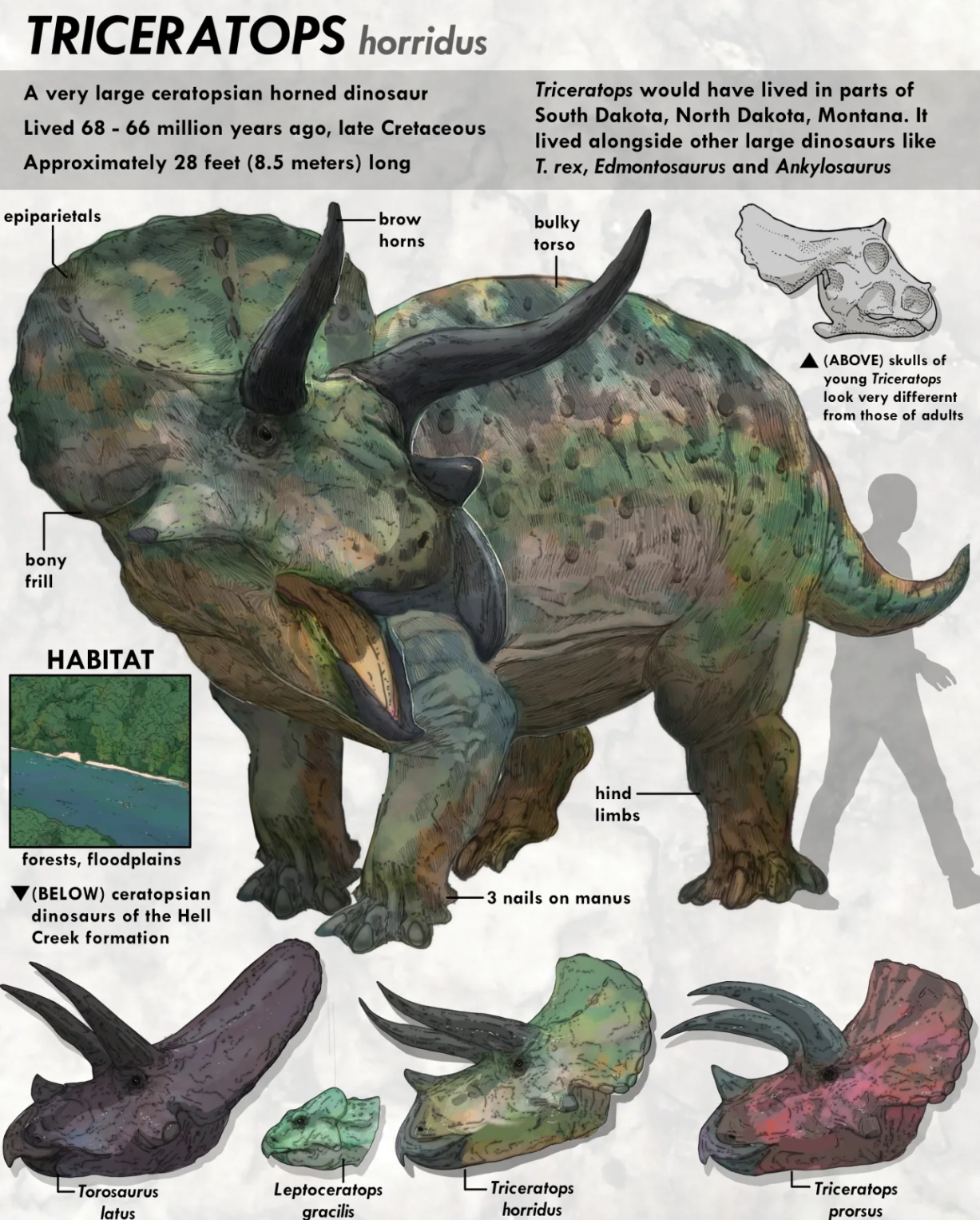 TRICERATOPS horridus A very large ceratopsian horned dinosaur Lived 68 - 66 million years ago, late Cretaceous Approximately 28 feet (8.5 meters) long epiparietals Triceratops would have lived in parts of South Dakota, North Dakota, Montana. It lived alongside other large dinosaurs like T. rex, Edmontosaurus and Ankylosaurus bulky brow horns torso bony frill HABITAT hind limbs forests, floodplains (BELOW) ceratopsian dinosaurs of the Hell Creek formation 3 nails on manus Torosaurus latus Leptoceratops gracilis -Triceratops horridus (ABOVE) skulls of young Triceratops look very differernt from those of adults Triceratops prorsus