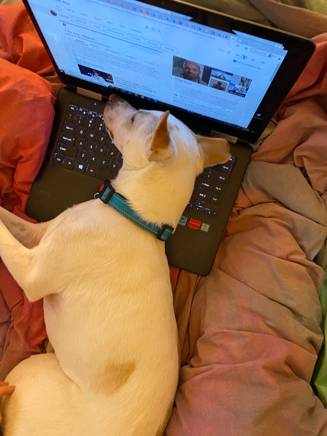 Va Sudget TOMA AHABO16PC-SMIS 19099DODD-644 95 V wis 229 Tab 403 a Potr Goly 52 PACION D "It