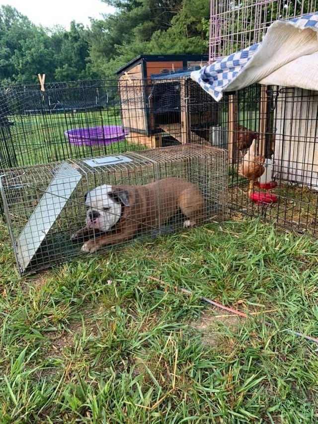 Not the intended criminal