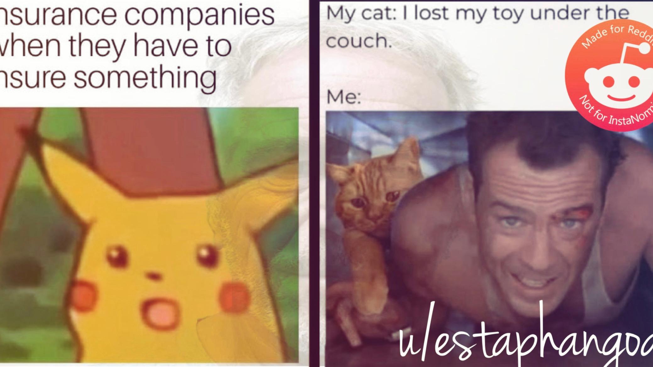 nsurance companies when they have to nsure something My cat: I lost my toy under the couch. Me: Made for Redd Not for InstaNom ulestaphangod пдос