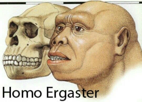 H--- Ergaster
