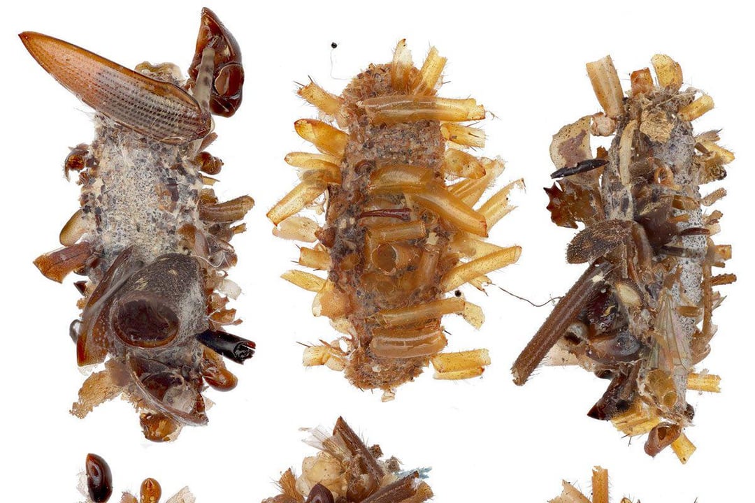 TIL that scientists discovered a new carnivorous caterpillar in Hawaii that scavenges trapped insect...