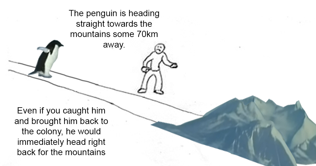 The penguin is heading straight towards the mountains some 70km away. Even if you caught him and brought him back to the colony, he would immediately head right back for the mountains