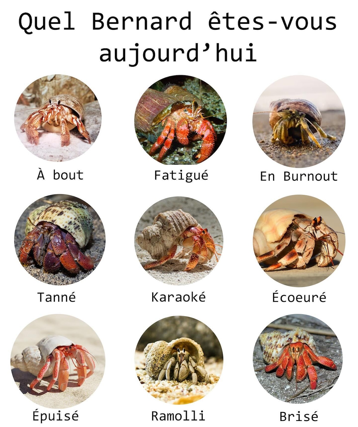 Quel Bernard êtes-vous aujourd'hui À bout Fatigué En Burnout Tanné Karaoké Écoeuré Épuisé Ramolli Brisé