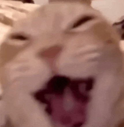 Cat Laughing Reaction Image