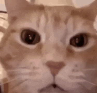 Cat Laughing GIF
