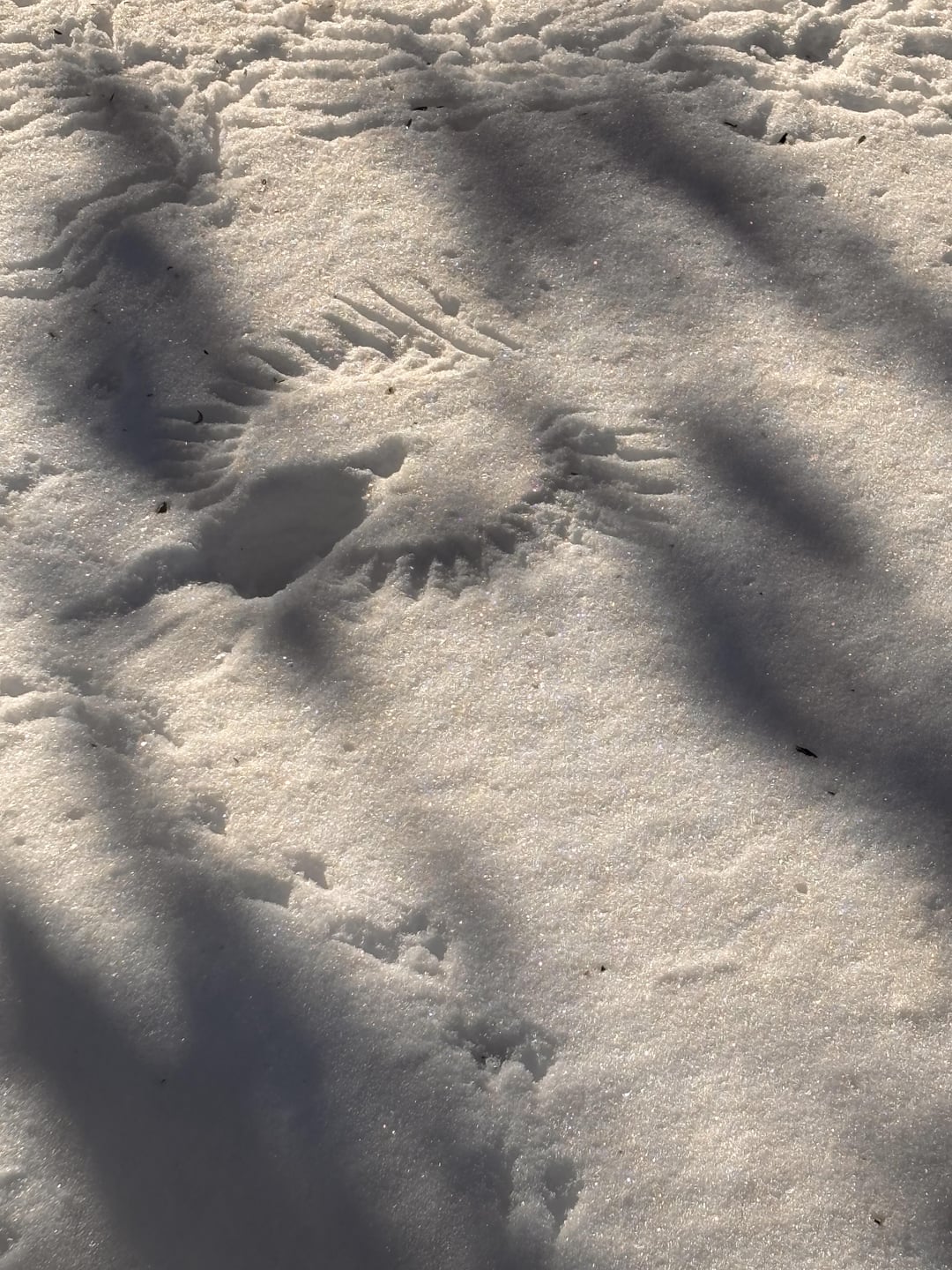 A bird print in the snow